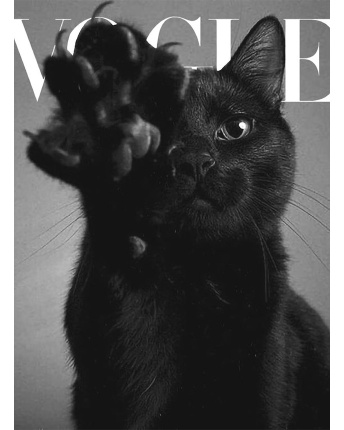 Женская футболкаCRC 26061-8 Vogue Kitty 58017, Цвет: Черный, Размер: XS, изображение 3